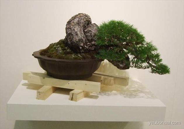 Bonsai, cây cảnh nghệ thuật, cay canh nghe thuat, cây thế, cay the, triển lãm cây cảnh nghệ thuật, trien lam cay canh nghe thuat